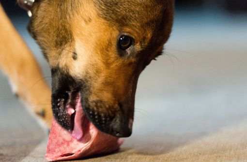 Gefährliches Hundefutter: Rohes Fleisch für Hunde hat viele  