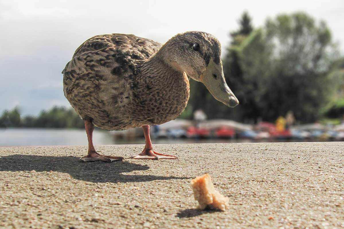 Enten füttern oder nicht? Alle Infos zu Brot & Co. | PETA 