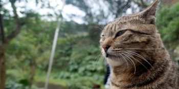 La miseria de los gatos callejeros debe terminar - Metropoljournal.com