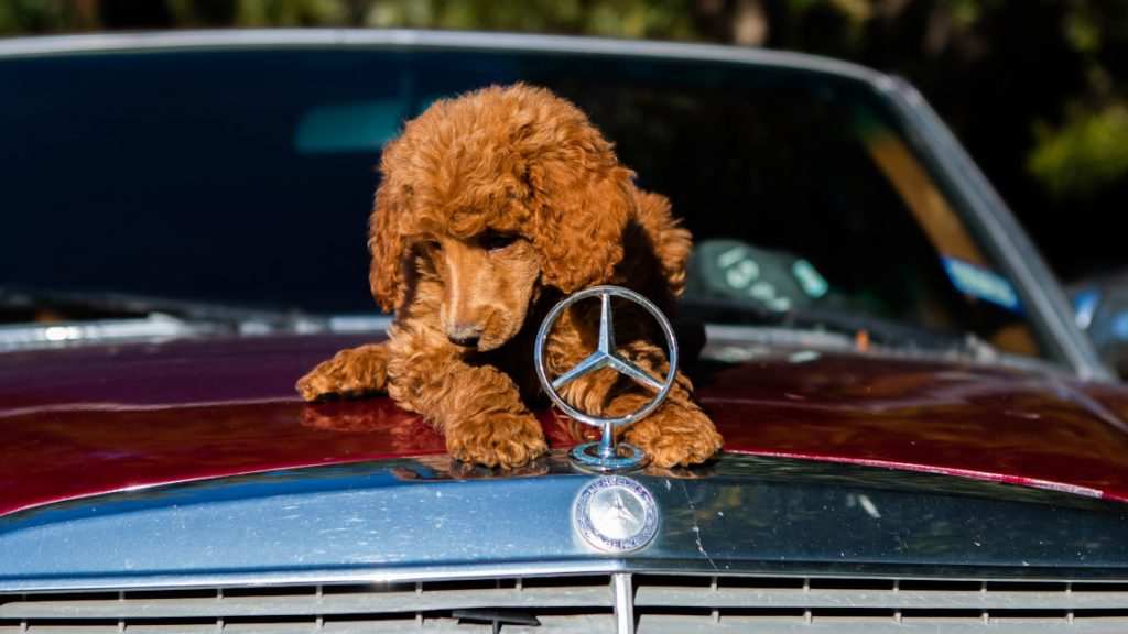 Hundebox & Co: Worauf man bei der Sicherung von Tieren im Auto achten muss [+ Crashtest] 