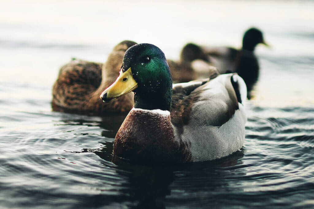 Enten füttern oder nicht? Alle Infos zu Brot & Co. | PETA