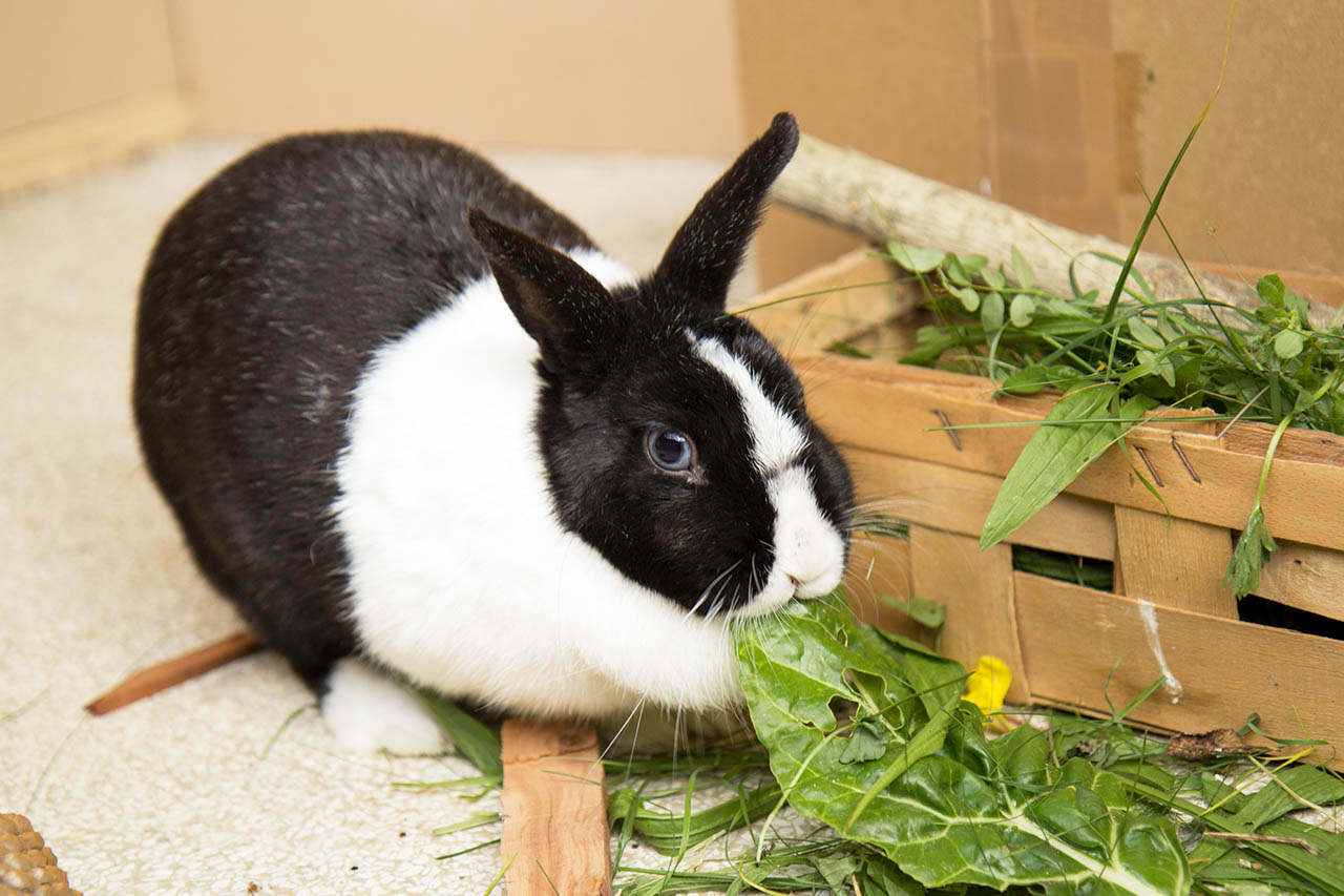 Kaninchenhaltung: Wie halte ich Kaninchen richtig?