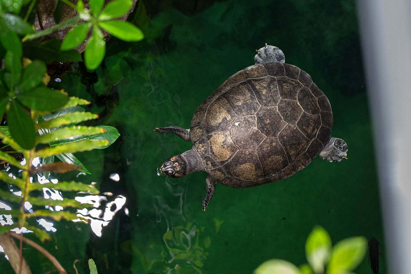 Schildkröten-Haltung: Wasser- und Landschildkröten richtig ...