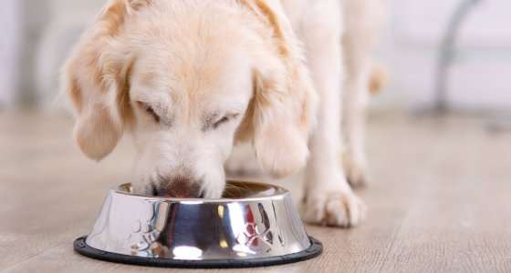 La comida cruda para perros podría fomentar la propagación de bacterias resistentes