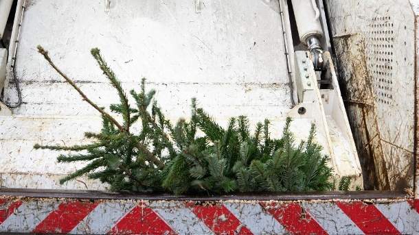 Tierfutter oder Müllkippe? Das passiert mit alten Weihnachtsbäumen