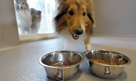 JSON_UNQUOTE("La mejor comida para perros en la prueba proviene de la tienda de descuento.")