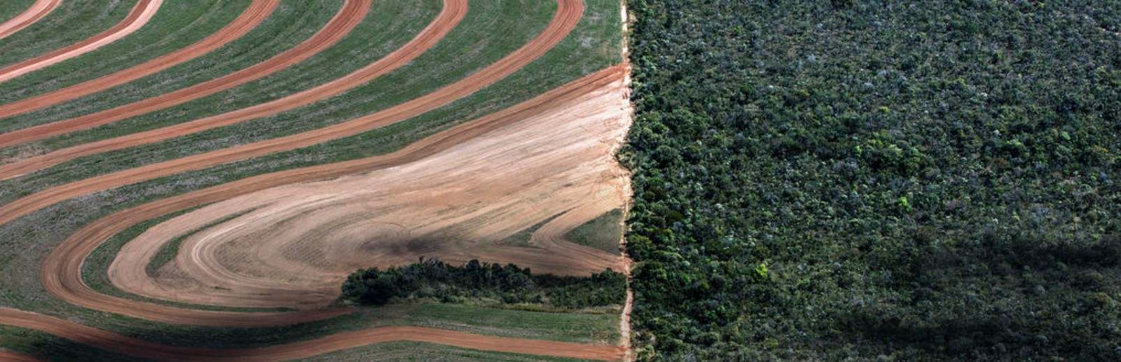 Lidl und McDonalds – stehen wegen Entwaldung in Brasilien in Kritik – How your chicken is linked to deforestation in Brazil 