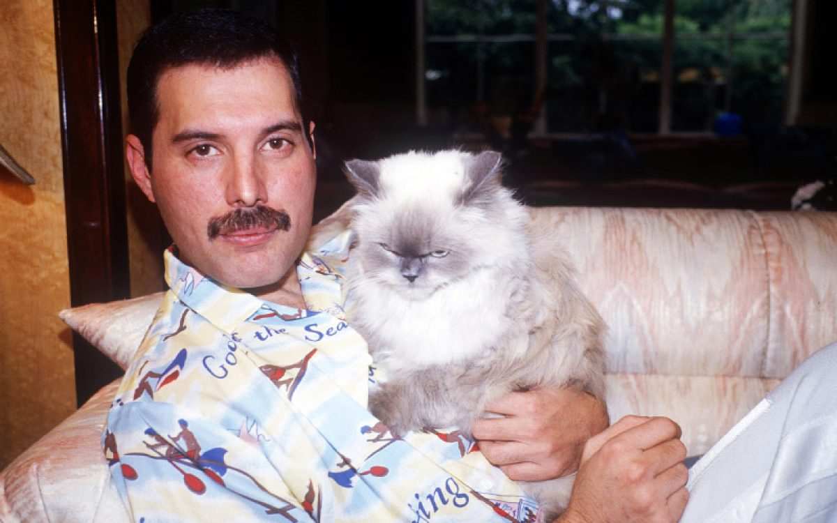 De ce continuăm să-l iubim pe Freddie Mercury și după 30 ani de la moartea sa