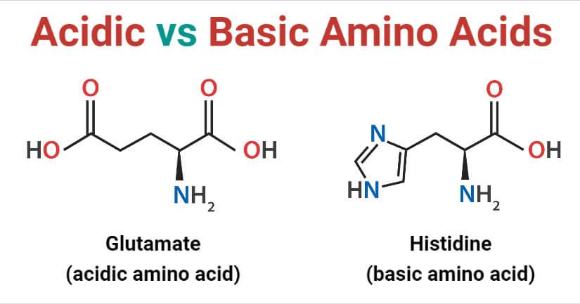 Alkaline amino acid