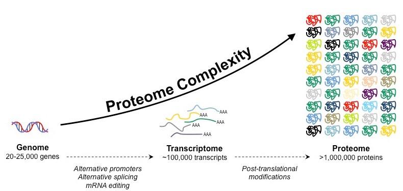 proteome 