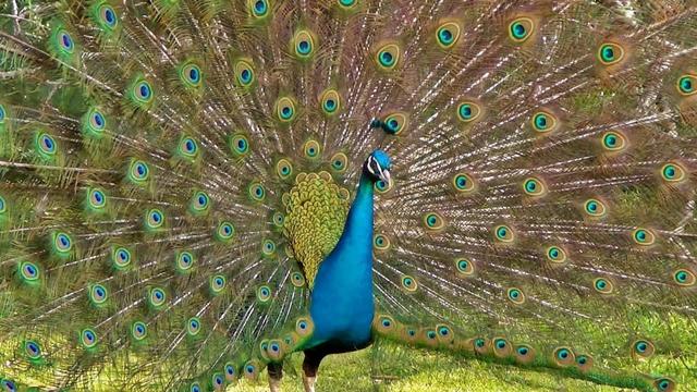 Peacock open 