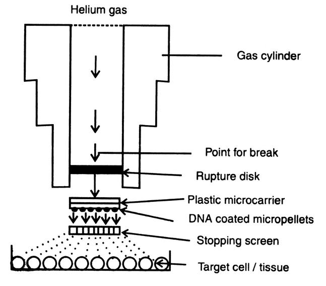 Particle bombardment