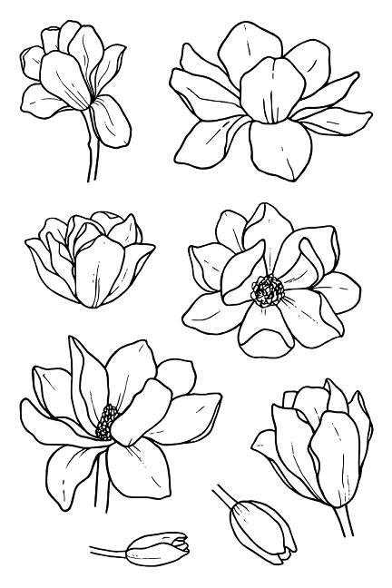 Drawing magnolia flower · empty bed