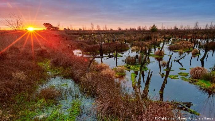 Wetlands 