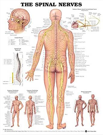Deputy-seniary nerve system 