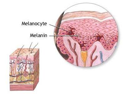 Меланоцит