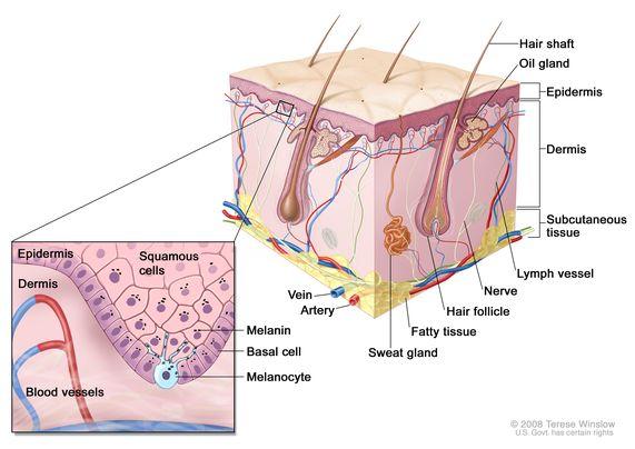 Melanocyte 