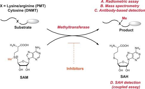 Methyl transferase