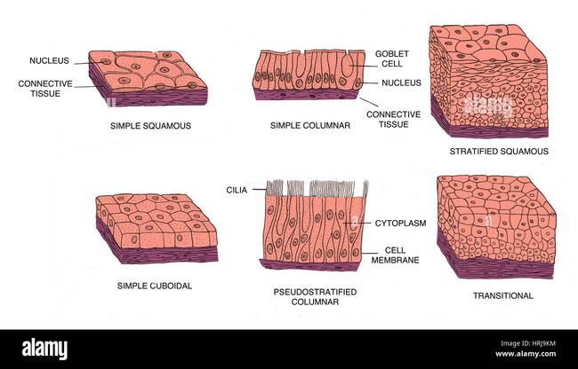 Epithelial Cells