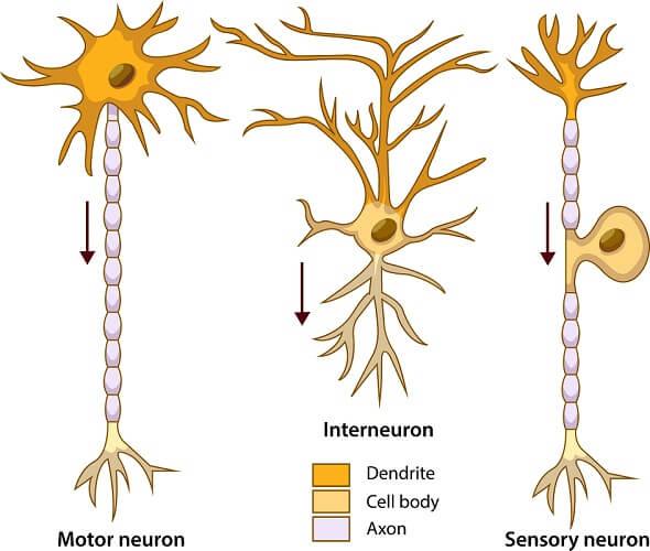 Sensory cell