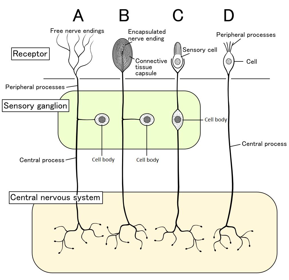 Sensory cell 