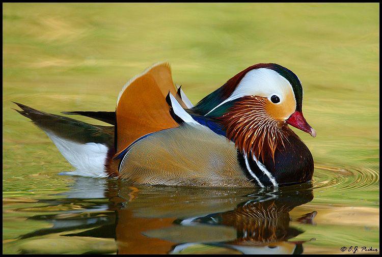 Phoenix duck