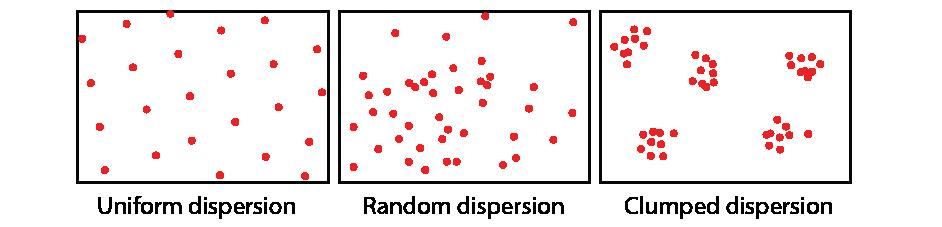 Distribution pattern
