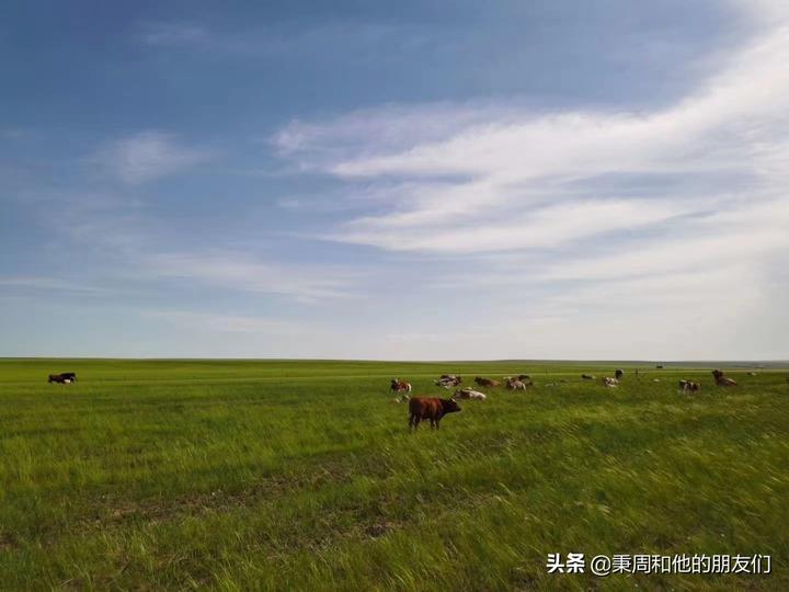 Zhou Grassland 