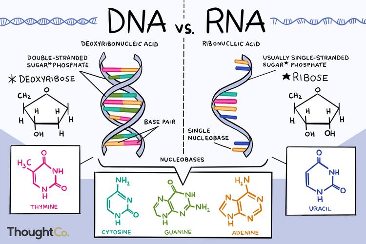 RNA