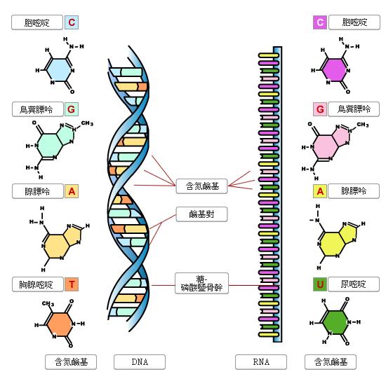 RNA 