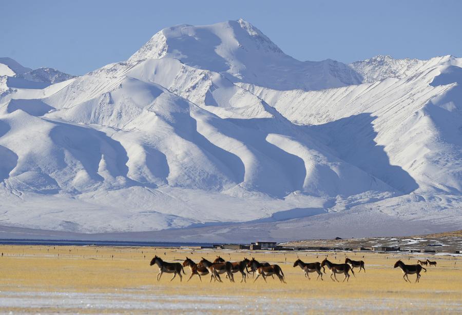 Tibet wild 