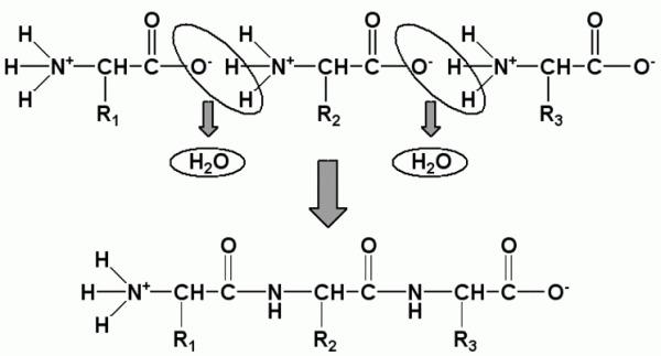 Polypeptide chain