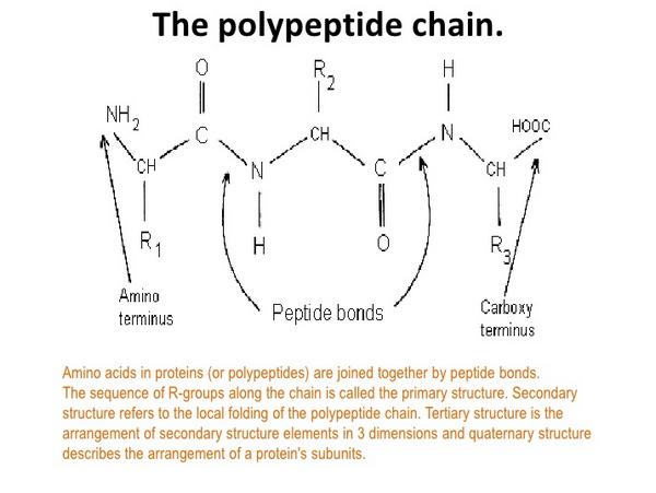 Polypeptide chain 