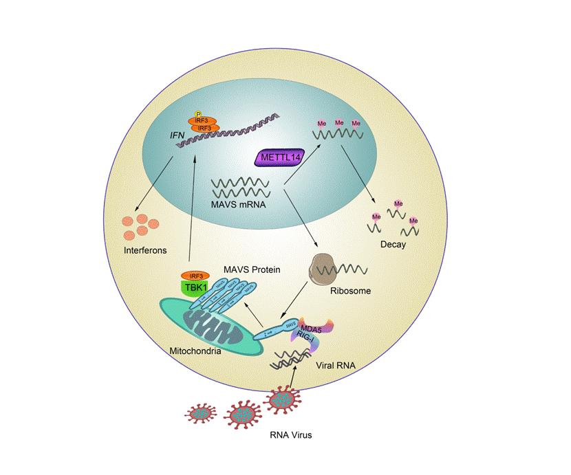 Chengjiang Biological Group 