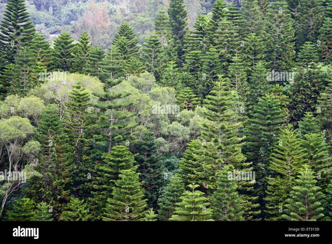 Needle leaf mixed forest 