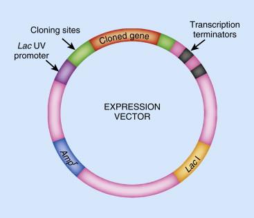 Gene expression vector