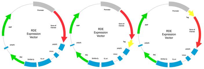 Gene expression vector 