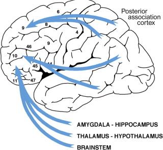 Neurophysiology