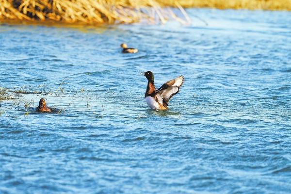 Henan Danjiang Wetland National Nature Reserve 