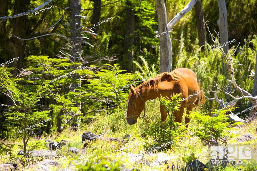 Argentine Woodland National Park