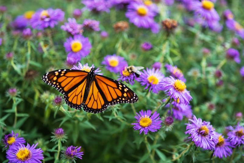 Butterflyflowers