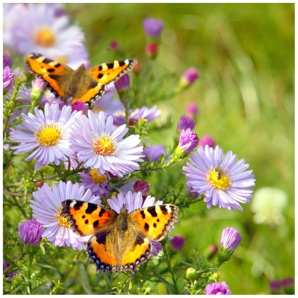 Butterflyflowers 