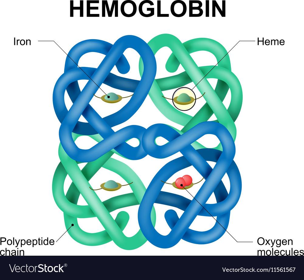 Hemoglobin molecule