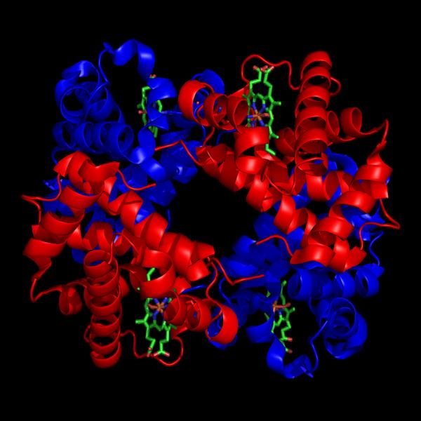 Hemoglobin molecule 