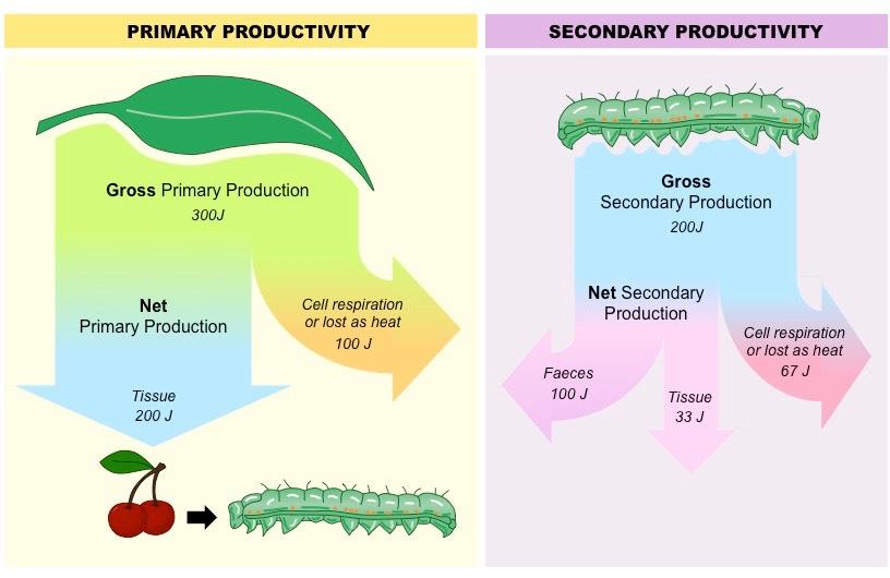 Net production