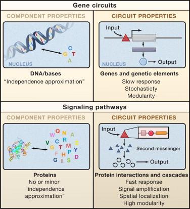 Transduction interference 