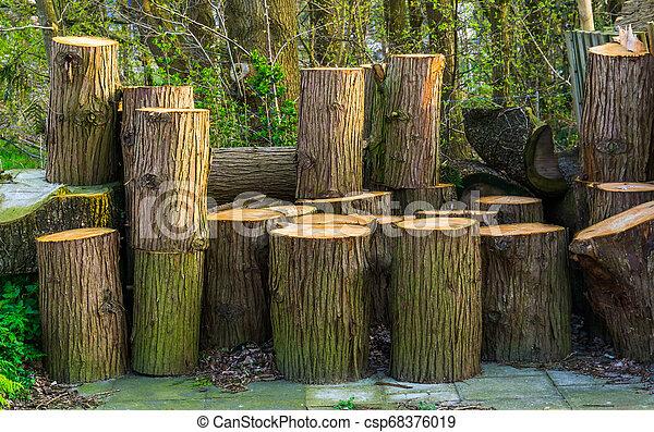 Wood accumulation 