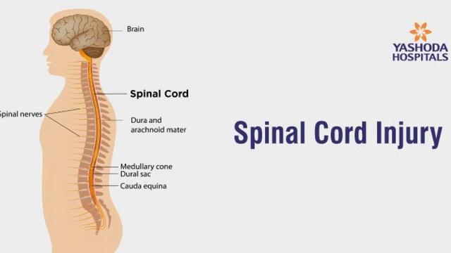 Spinal cortex 
