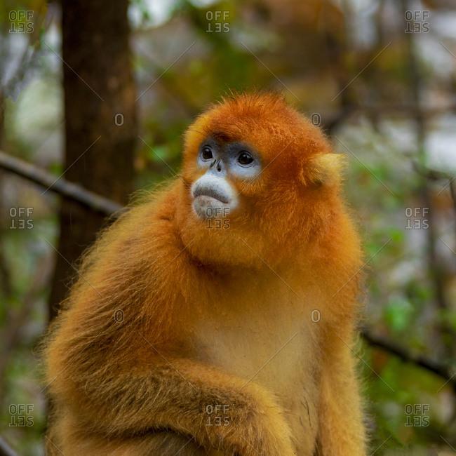 Golden monkey