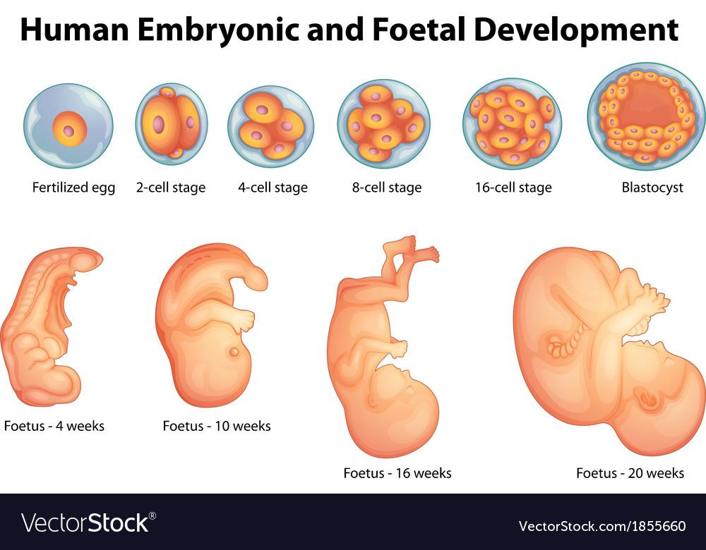 Ембрионално развитие